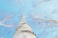 birch-winter-white-sky-twig