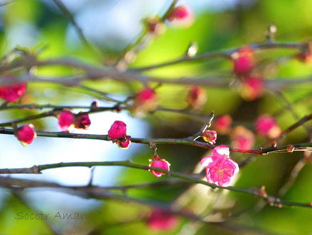 Prunus mume