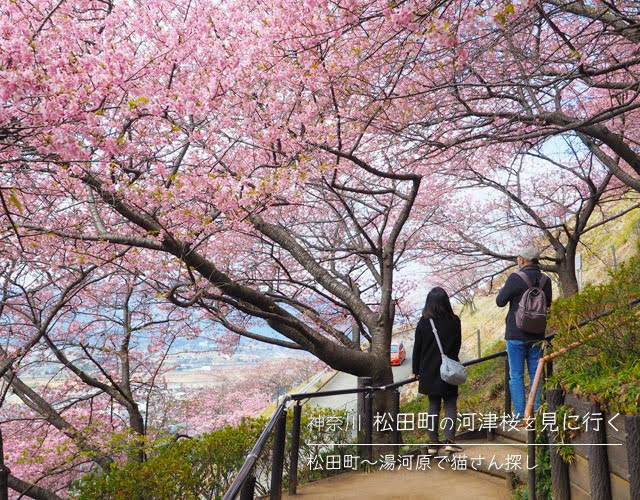 松田町の河津桜を見に行く