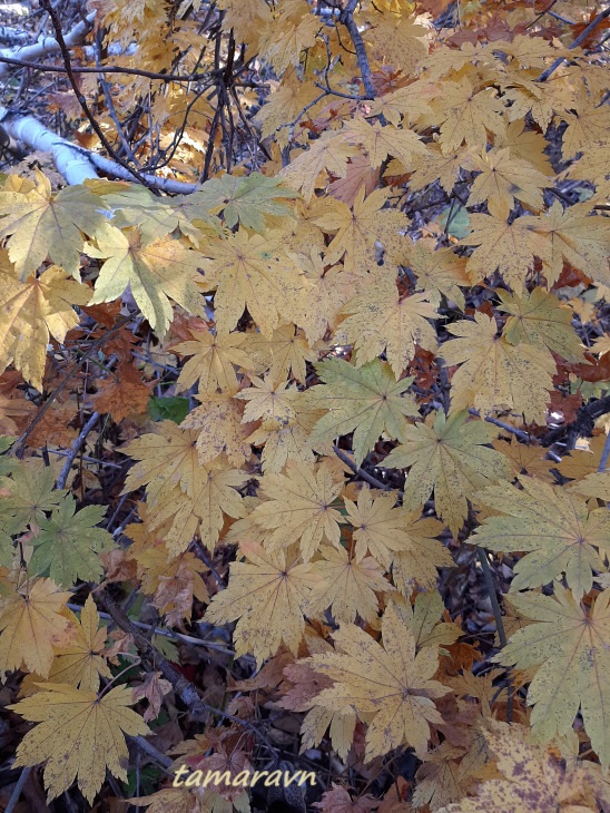 Клён ложнозибольдов (Acer pseudosieboldianum)