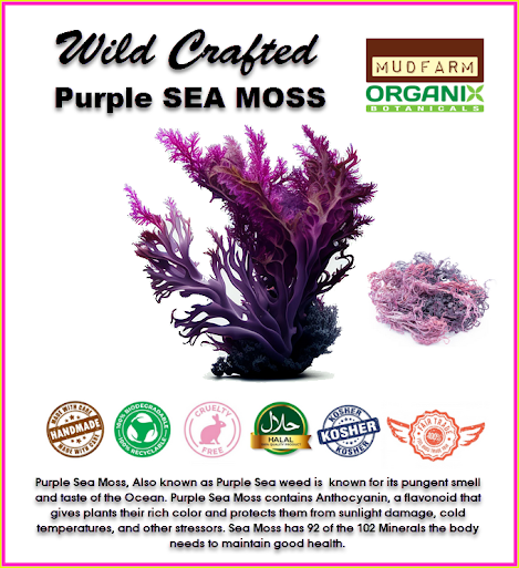 sea moss toronto