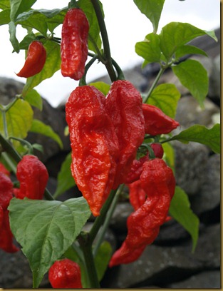 bhutjolokiachillichilepepperinstituteseeds