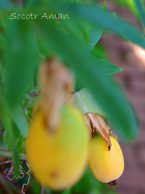 Passiflora citrina