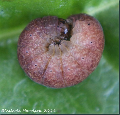 yellow line quaker pos caterpillar