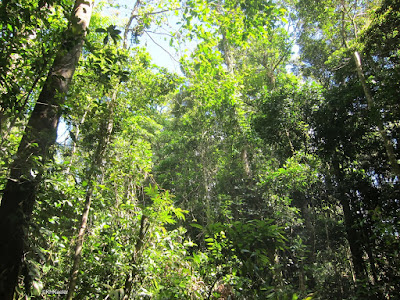 montane forest (cloud forest), Costa Rica