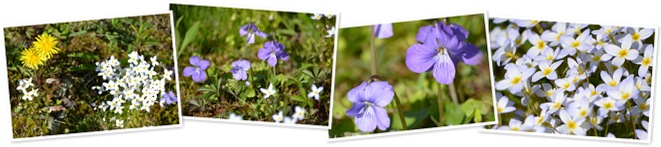 View spring flowers