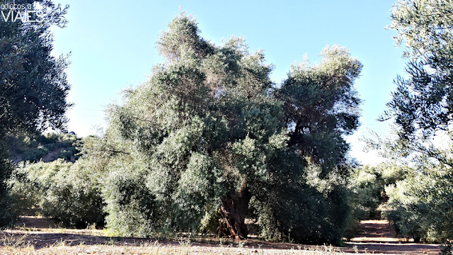 Olivo de Fuentebuena, el olivo más grande del mundo