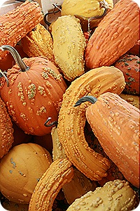 Daisy Month 19_pumpkinpatching 015