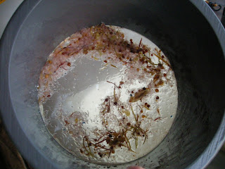 Plankton in a Sieve