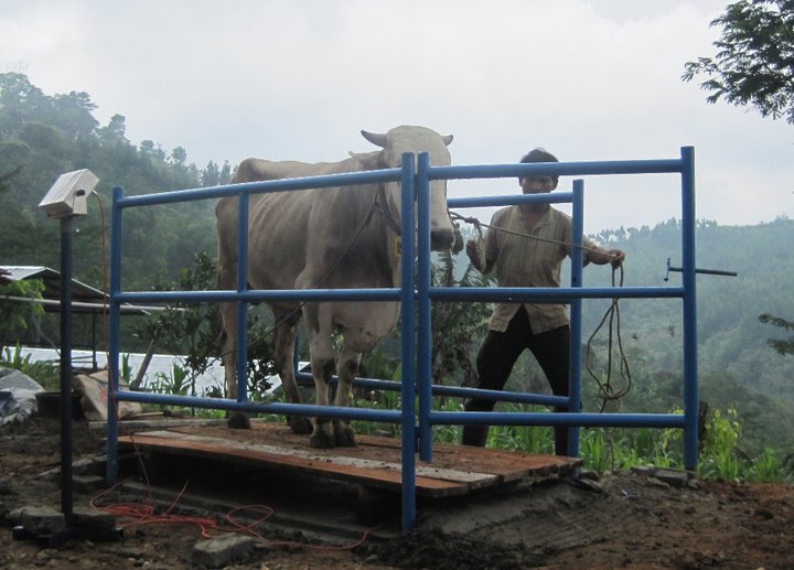 usaha pakan ternak unggas