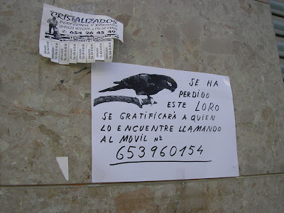 Loro perdido en Elche