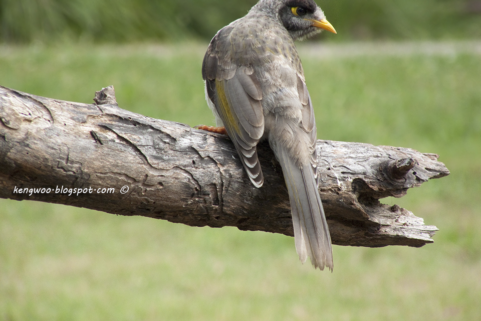 Keng Cheah's Photography: Australian Common Wild Birds