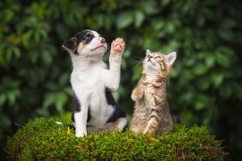 7 Ways to raise cats and dogs together effectively without fear of fighting