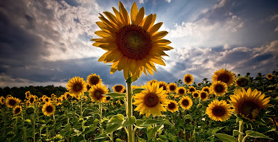 Campo di girasoli.