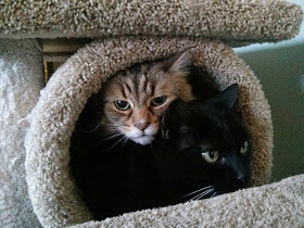 Funny cats - part 99 (40 pics + 10 gifs), cat pictures, cats inside cat tree