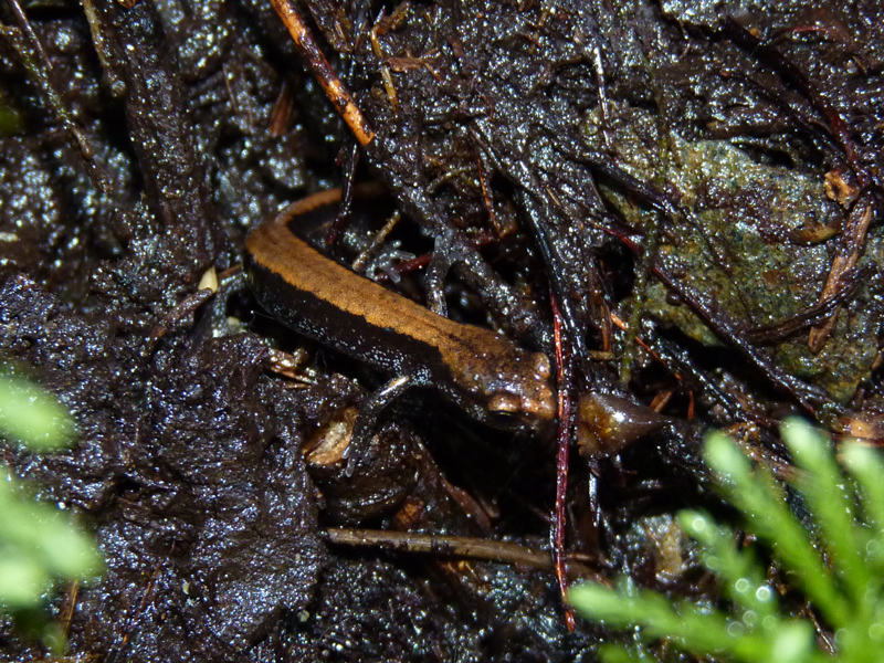 Salamander Juvenile