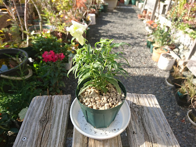 小さな鉢植え　完成