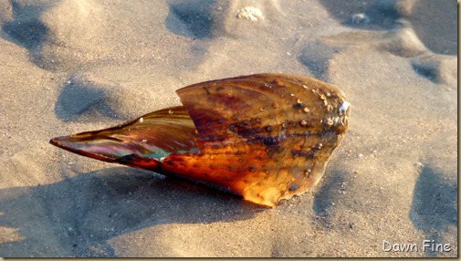 sunrise walk edisto_042