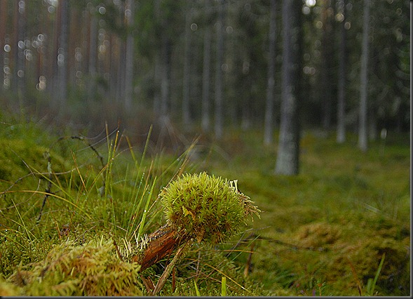 suomalainen syys metsä suppilovahvero 068