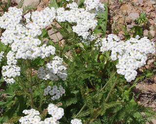 Filfoil Yarrow Achillea millefolium