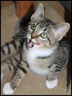 Geoffrey licking chops