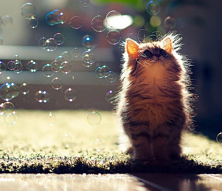 20 Pictures of Cutest Kittens in the World