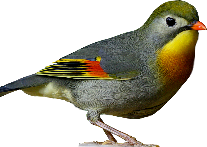 Dua burung mungil cantik dari Asia Dua burung mungil cantik dari Asia