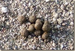 Hare poop2 1-3-2011 9-19-02 AM 394x268