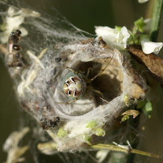 Phylloneta impressa ou Phylloneta sisyphia - Theridion impressum ou Theridion sisyphium