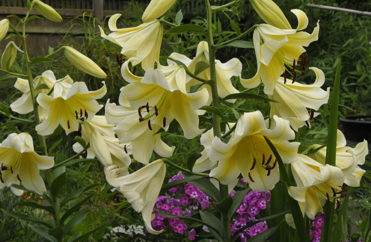 Conca'd Or Lilies fill the air with their intense spicy fragrance