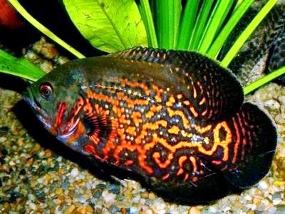 Ikan Hias Discus