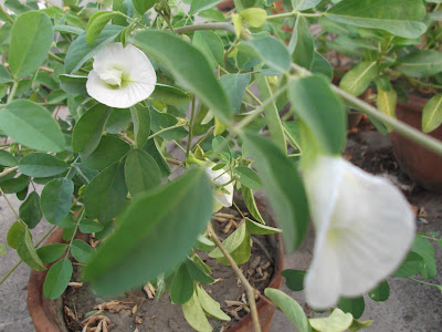 Clitoria ternatea / Aparajita