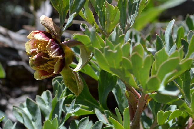 Western peony