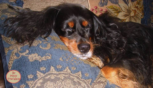 Molly The Wally shows off her ears.