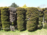 Cylindrical conifers - Kyoto Botanical Gardens, Japan