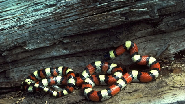 Arizona Coral Snake