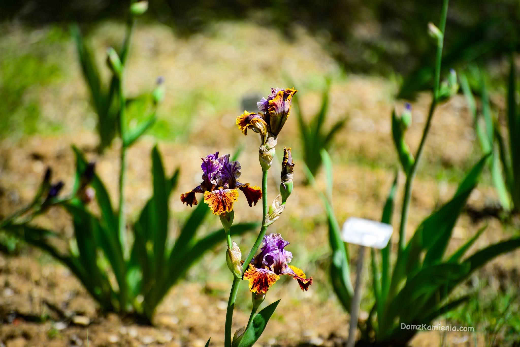 Giardino dell'Iris - Florencja, Dom z Kamienia