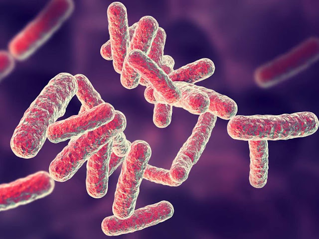 Псевдомонады (Pseudomonas)