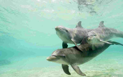Dolphin Pictures - HD Images New