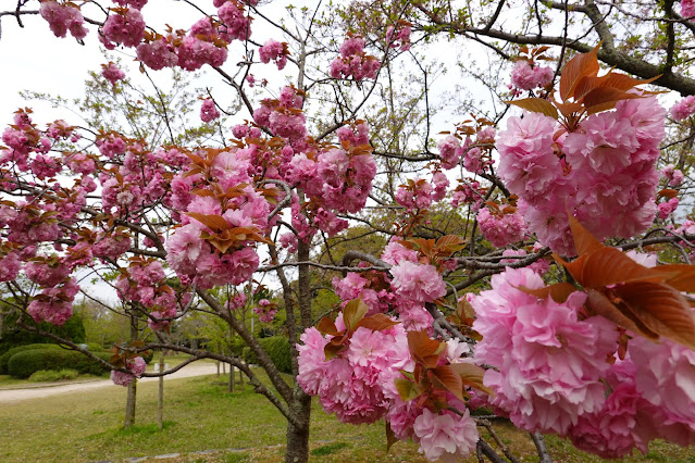 鳥取県米子市久米町　湊山公園　カンザン (関山）