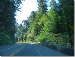 Highway 101 south of Crescent City