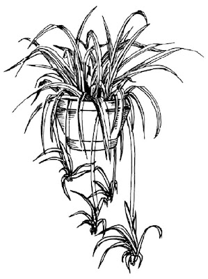 How to Draw a Spider Plant in 5 Steps