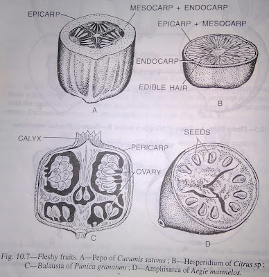 Indehiscent fruits-digieduco