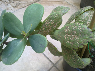 Kalanchoe Marmorata, Hail Damage