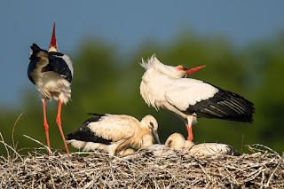 Wildlifefotografie Lippeaue Olaf Kerber Weißstorch Jungstorch