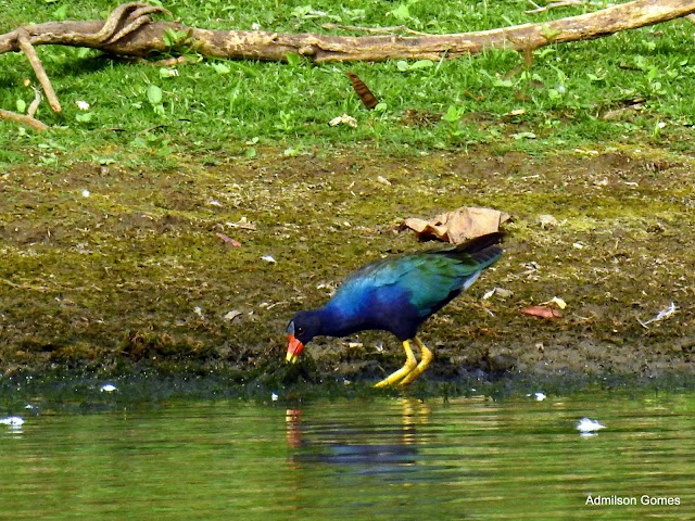 JOIAS DA NOSSA FAUNA - FRANGO D'ÁGUA AZUL