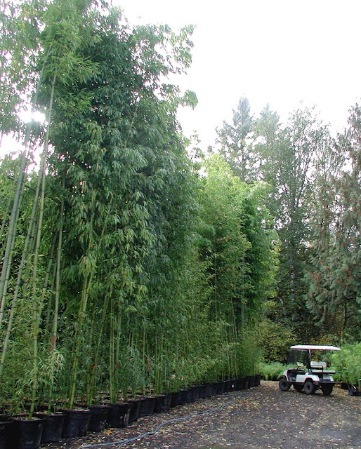 Bamboo Varieties7