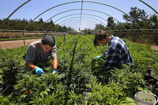 Cultivation business permits