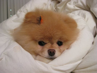 Meet Boo the Cutest Pomeranian Dog Seen On www.coolpicturegallery.us