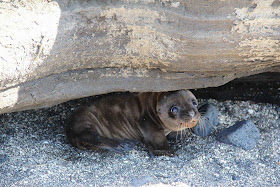 Funny animals of the week - 3 January 2014 (40 pics), cute baby seal hides under a rock